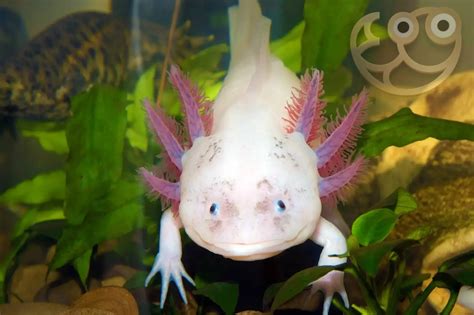 oxyotl fish|17 Astonishing Axolotl (Mexican Walking Fish) Facts.